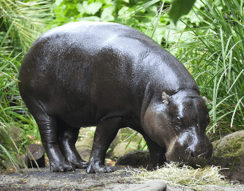 A picture of a an adult pygmy hippopotamus (Choeropsis liberiensis)