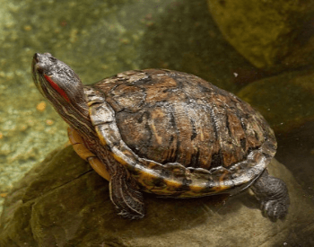 A picture of the red-eared slider turtle (Trachemys scripta elegans)