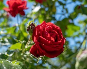 A picture of a red rose flower
