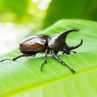 A Picture of a Rhinoceros Beetle