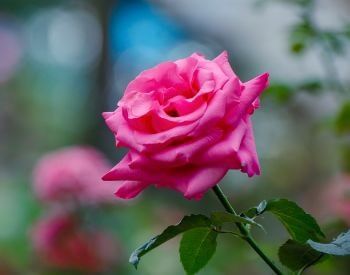 A picture of a pink rose