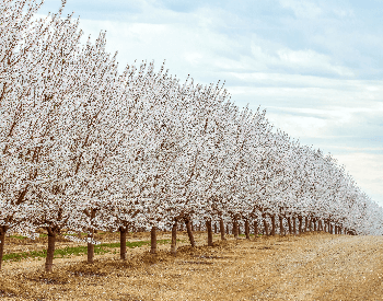 A picture of a long row of blooming almond trees