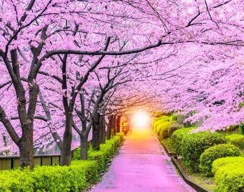 A picture of a row of blooming cherry blossom trees