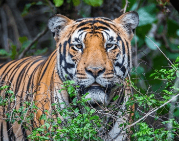 A Royal Bengal Tiger