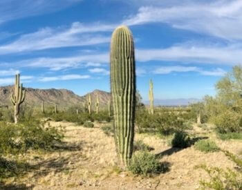 A picture of saguaro cactus (Carnegiea gigantea)