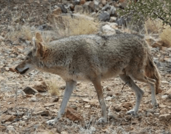 A picture of a coyote licking its nose