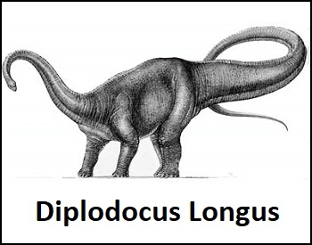 A sketch of what a Diplodocus might have looked like.