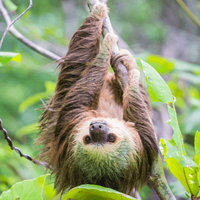 A Picture of a Sloth