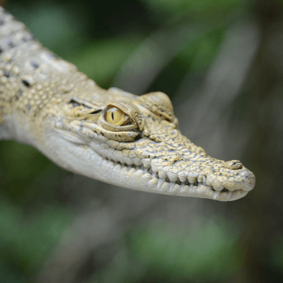 A Small Crocodile