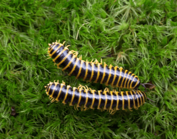 A picture of the apheloria-whiteheadi millipede