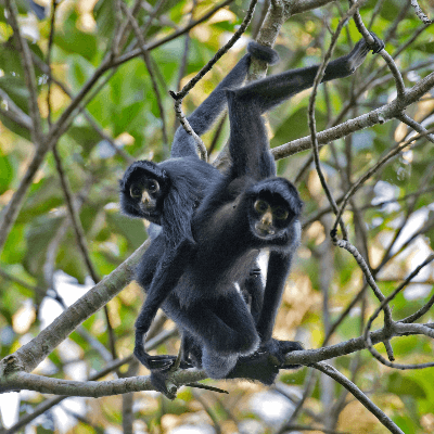 A Picture of a Spider Monkey