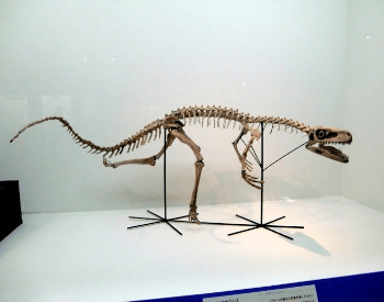 A photo of a staurikosaurus fossil, a dinosaur that lived during the Late Triassic Period