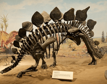A Stegosaurus Skeleton Exhibit