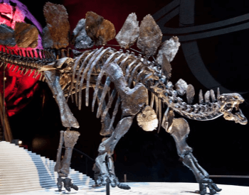 A photo of a Stegosaurus fossil, a dinosaur that lived during the Late Jurassic Period
