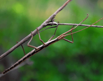 A picture of a stick bug (Anisomorpha buprestoides)