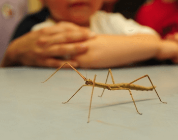 A picture of a stick bug walking on a large table