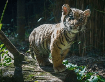 A Sumatran Tiger Cub