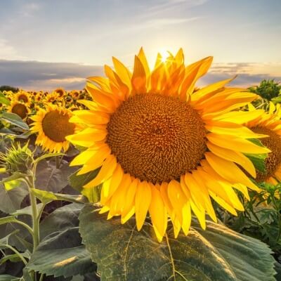 A Picture of a Sunflower