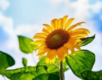 A picture of a sunflower