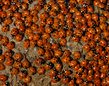 A photo of a swarm of ladybugs