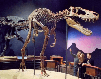 A photo of a Tyrannosaurus rex fossil, a dinosaur that lived during the Cretaceous Period