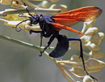 A close-up photo of a tarantula hawk