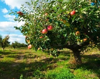 A picture of a apple tree