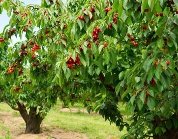 A picture of a cherry tree