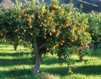 A picture of a orange tree