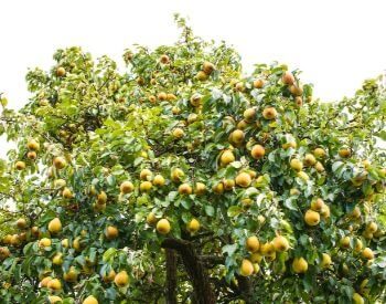 A picture of a pear tree