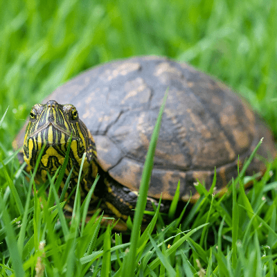 A Picture of a Turtle