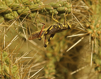A photo of a two-striped grasshopper