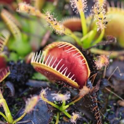 A Picture of the Venus Flytrap (Dionaea muscipula)