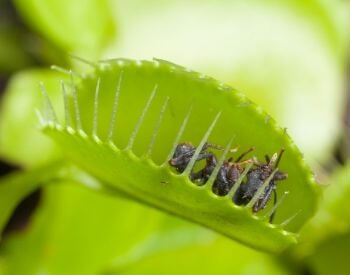 A picture of a venus flytrap with an ant