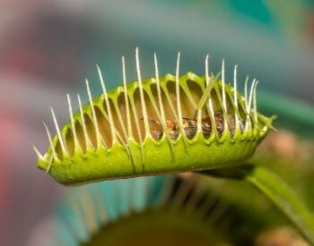 A picture of a venus flytrap with a bee