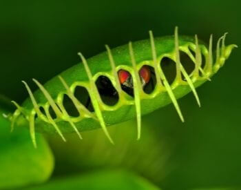A picture of a venus flytrap with a fly