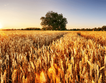 A picture of a very large wheat farm