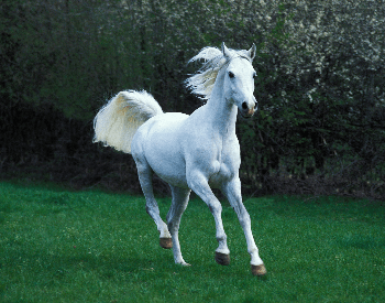 A picture of a white Arabian horse