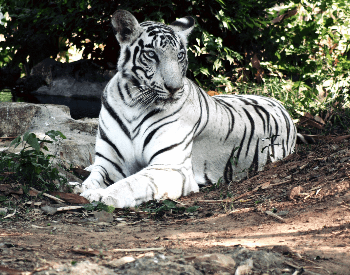 A White Tiger