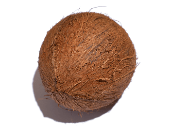 A picture of a whole coconut