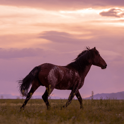 A Picture of a Mustang Horse