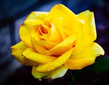 A picture of yellow rose flower