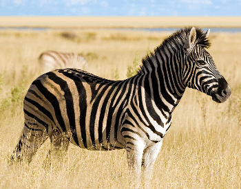A picture of a zebra in tall grass