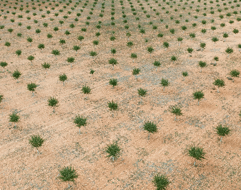 An aerial picture of planted almond trees