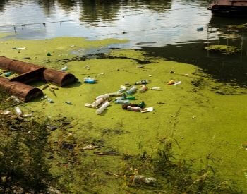 A picture of water pollution causing an algae bloom