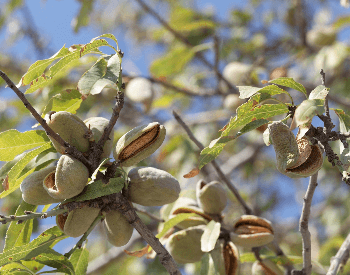 A close-up picture of almonds on an almond tree