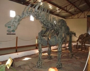 A picture of an Amargasaurus exhibit in a museum