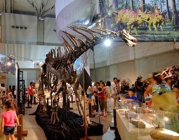 A picture of a Amargasaurus skeleton in a museum