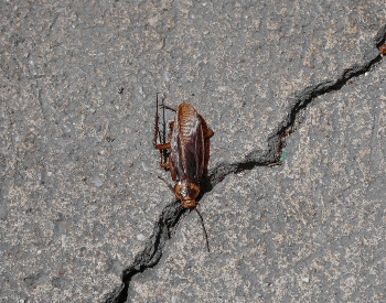 A picture of an American Cockroach (Periplaneta americana)