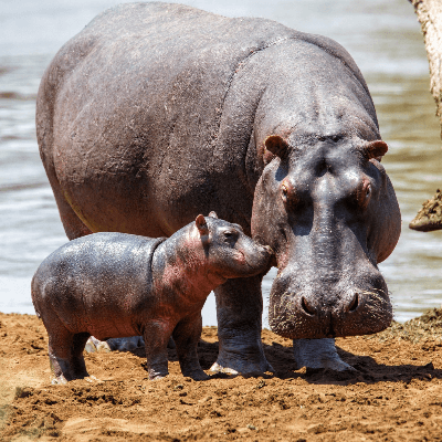 A Picture of a Hippo